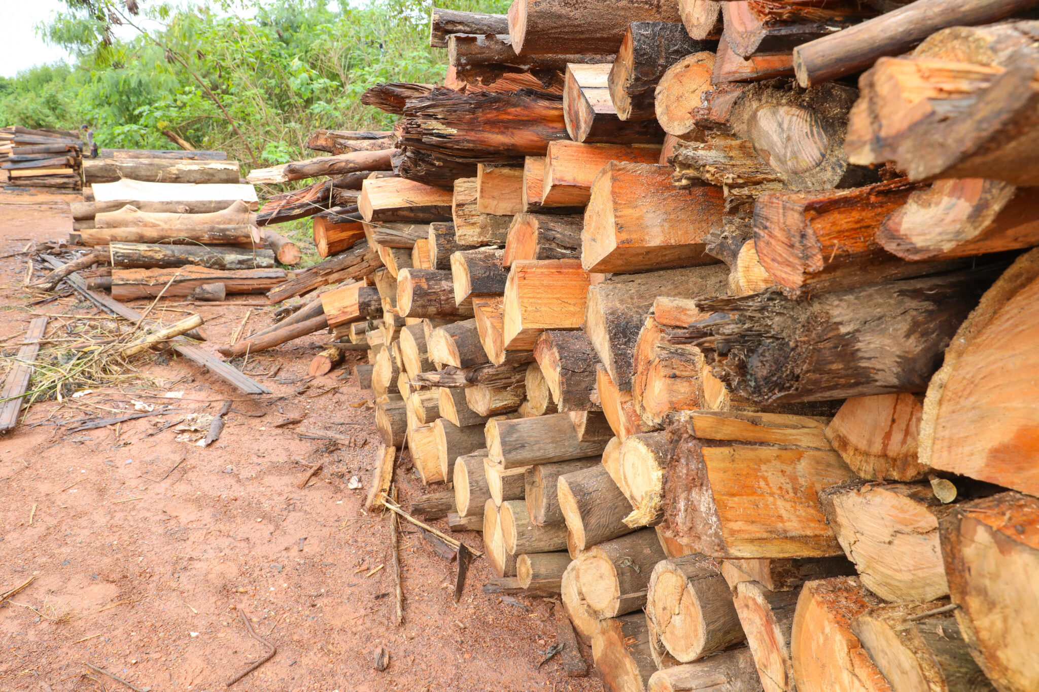 Leia mais sobre o artigo Cooperativa de catadores recebe doação de 830 troncos de eucalipto