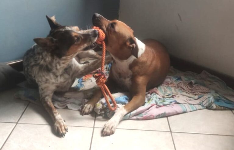 Leia mais sobre o artigo Cidade ‘pet friendly’, Brasília tem cães e gatos bem-cuidados para adoção
