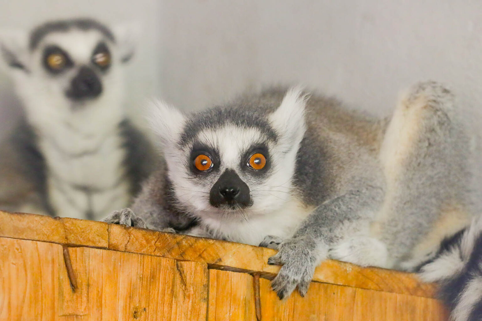 Leia mais sobre o artigo Zoológico de Brasília acolhe casal de lêmures-de-cauda-anelada