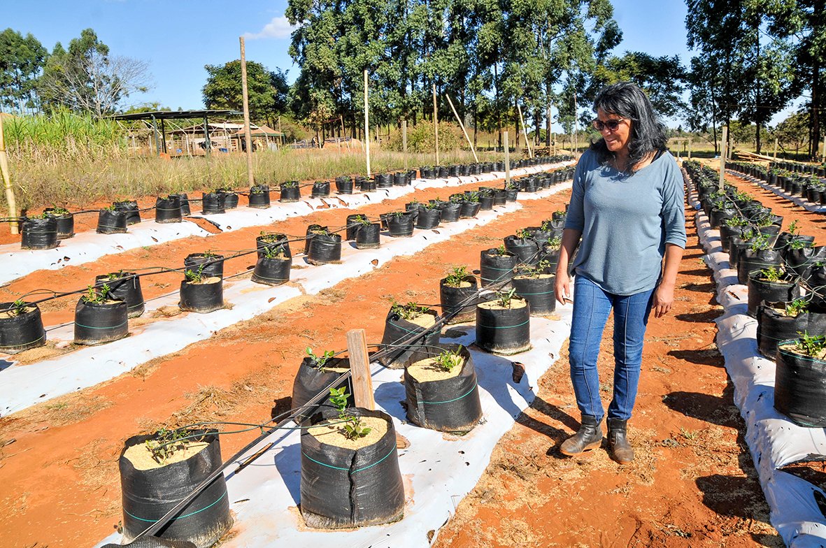 Leia mais sobre o artigo Apoio técnico e crédito rural movimentam R$ 5 milhões e fortalecem a agricultura familiar no DF